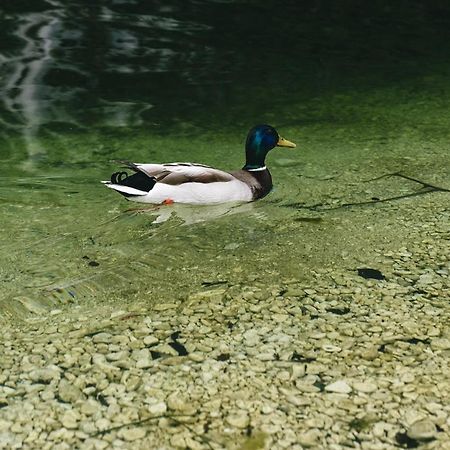 Villa Melody Bohinj Zewnętrze zdjęcie